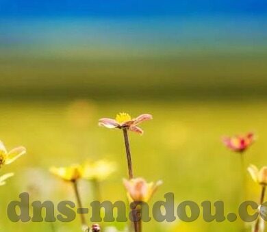 糖心vlog下载链接-甜美日常，解锁糖心Vlog的精彩瞬间